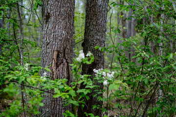fresh green forest in spring with trees