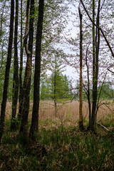 fresh green forest in spring with trees