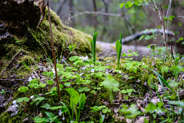 fresh green forest in spring with trees