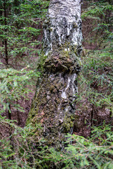 fresh green forest in spring with trees