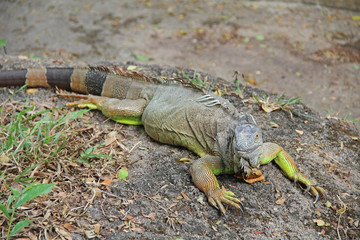 Green Iguana, Iguana Iguana, also known as the American Iguana, Pantanal, Porto Jofre, Mato Grosso, Brazil, South America