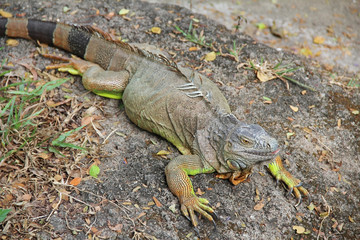 Green Iguana, Iguana Iguana, also known as the American Iguana, Pantanal, Porto Jofre, Mato Grosso, Brazil, South America