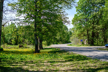 fresh green forest in spring with trees
