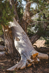 An unknown species of tree that's fallen into a Utah Juniper tree on an April afternoon in Canyonlands National Park, Utah.