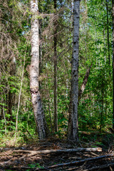fresh green forest in spring with trees