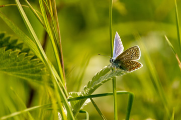 Small blue butterfly on grass