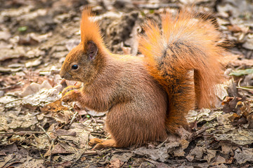 ruda wiewiórka siedzi na suchych liściach