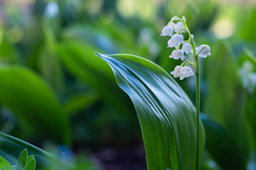 white Lily of the valley flowers in the garden, spring, close-up