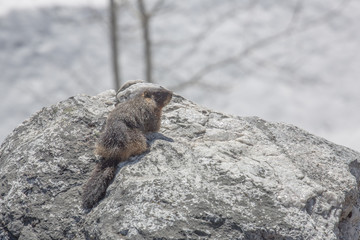 A marmont fresh from hibernation looks for food on Cascade Canyon Trail in Grand Teton National Park, Wyoming. Taken during the afternoon in mid-May.