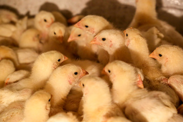 many poultry chicks. home farm