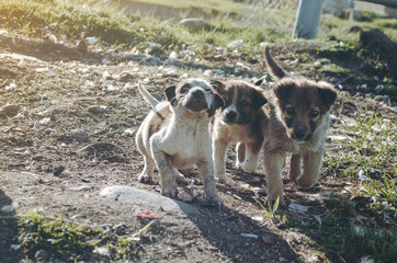 Dirty little dogs bark and attack on a Sunny day