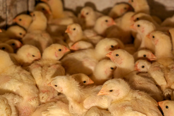 factory for the production of eggs and chickens