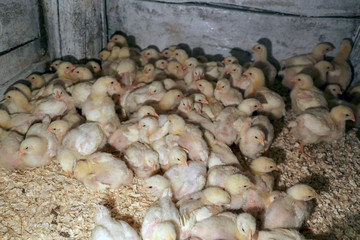 baby chicks are going to sleep