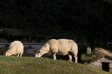 Obraz na płótnie Canvas Sheep on a pasture, in Norway