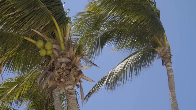 tall green palm trees sway against the sky. 4k