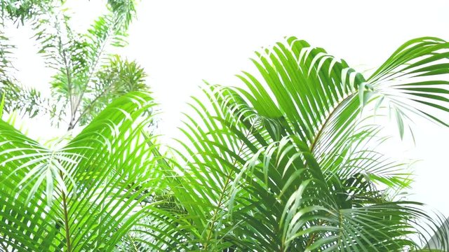 Green leaves Palm texture background Blue tone dark at phuket Thailand
