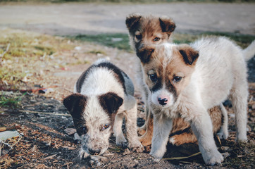 Three little puppies looking