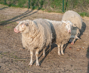 Beautiful sheep with lush wool standing nearby