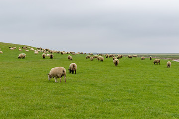 Fototapeta premium big herd of white sheep on a dike with green grass at the north sea 