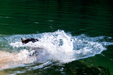 Fototapeta premium Appenzell swiss mountain dog on the river.