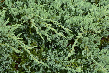 Juniperus procumbens (Creeping ceder) is a conifer of the cypress family.