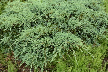 Juniperus procumbens (Creeping ceder) is a conifer of the cypress family.