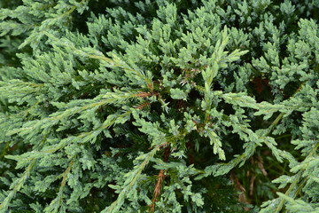 Juniperus procumbens (Creeping ceder) is a conifer of the cypress family.