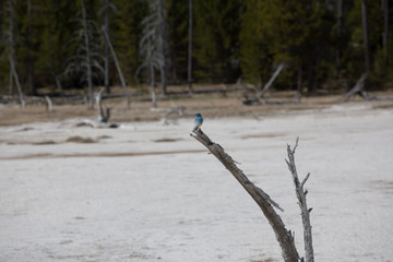 A blue bird pearches on a tree bleached from the geothermal chemicals of Yellowstone National Park, Wyoming. Taken on a mid-May afternoon.