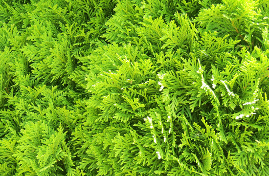 background of green leaves