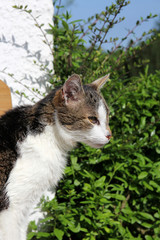 alte Katze auf der sonnenbank