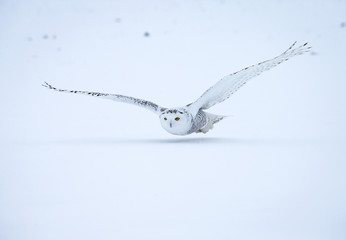 Snowy Owl