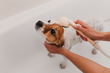 cute lovely small dog wet in bathtub. Young woman owner getting her dog clean at home. white background