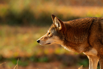 Red wolf (Canis lupus rufus) a rare wolf species  native to the southeastern United States. Picture from ZOO. © Denny
