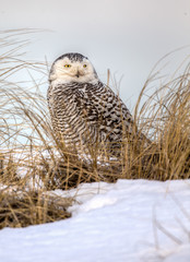 Snowy Owl