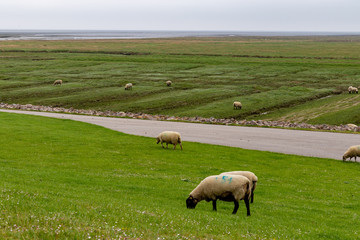 Obraz premium Some white sheeps at a dike eating green grass