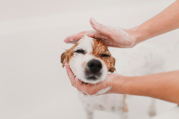 cute lovely small dog wet in bathtub. Young woman owner getting her dog clean at home. white background - 269470326