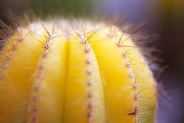 a yellow cactus in close-up