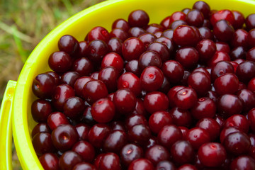 Heap of fresh red cherry with water drops in yellow plastic bucket. pile of ripe cherries background close up