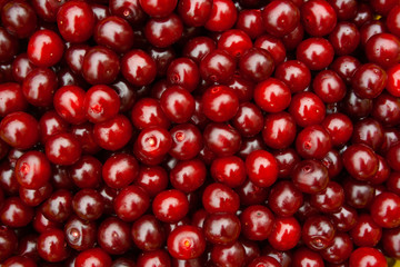 Heap of fresh red cherry with water drops. pile of ripe cherries background close up
