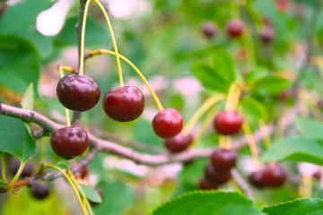 Red cherries with drops of rain on branch. Ripe berries hanging on cherry tree branch macro. Close up ripe red cherry after rain in garden.