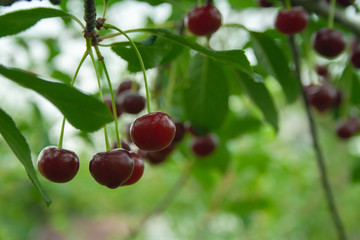 Red cherries with drops of rain on branch. Ripe berries hanging on cherry tree branch macro. Close up ripe red cherry after rain in garden.