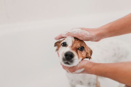 Cute Lovely Small Dog Wet In Bathtub. Young Woman Owner Getting Her Dog Clean At Home. White Background