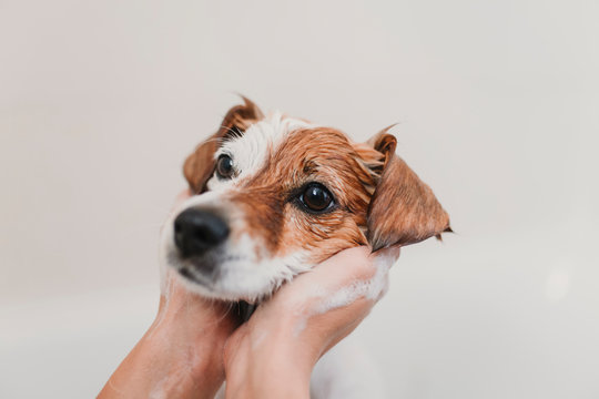 cute lovely small dog wet in bathtub. Young woman owner getting her dog clean at home. white background