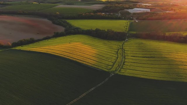 aerial  video of  canola field 