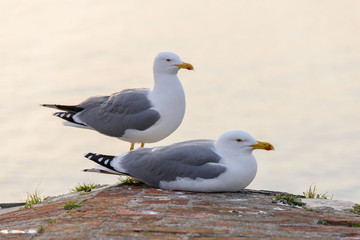 Fototapeta na wymiar Couple of gulls on a roof