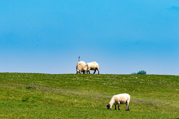 Obraz na płótnie Canvas Small herd with three white sheeps eating green grass on a dike under blue sky at the north sea