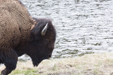 Fototapeta premium Wild buffalo, or bison, that roam the roadside of Yellowstone National Park, Wyoming. Taken during the afternoon in mid-May.