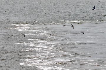 Some seagulls flying behind a boat while driving over the north sea in germany