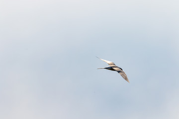 Single bird flying over the sea behind a boat on the north sea in summer