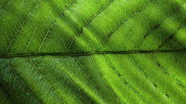 Macro shot of leaf, texture footage. Organic plant and leaf's vein with wind waving.